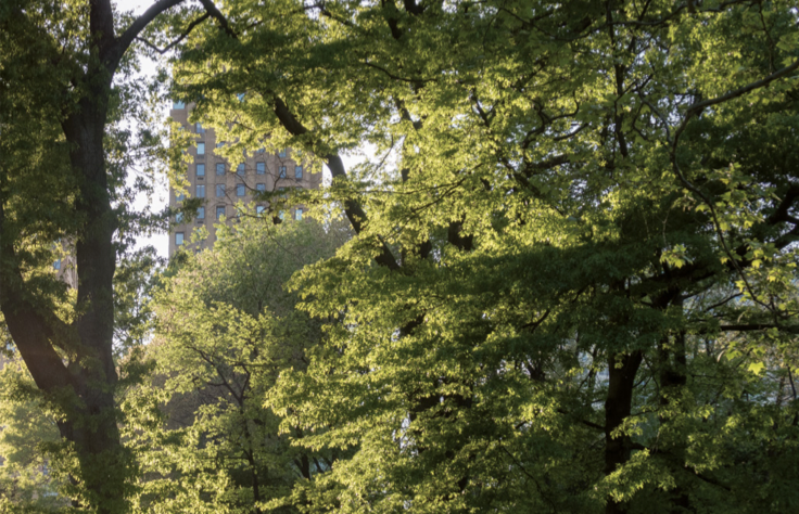 Arbres cachant des immeubles